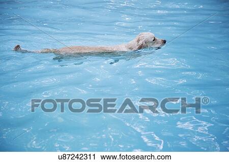Stock Image - Golden retriever swimming in swimming in pool. Fotosearch