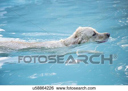 Stock Photograph - Golden retriever swimming in swimming in pool. Fotosearch