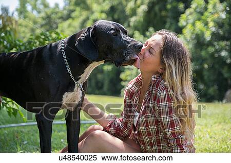 Great Dane licking woman's face View Large Photo Image Stock Photography - Great Dane licking woman's face. Fotosearch