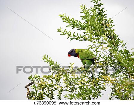 Green Rainbow lorikeet perching on tree View Large Photo Image Stock Photography - Green Rainbow lorikeet perching on tree. Fotosearch