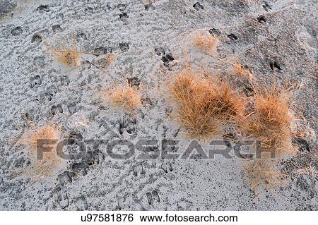Stock Photograph - High angle view of plants on desert. Fotosearch