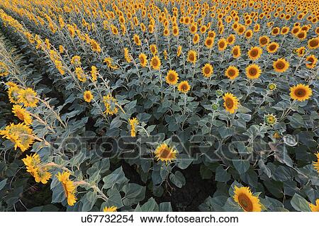 Picture - High angle view of sunflower field. Fotosearch