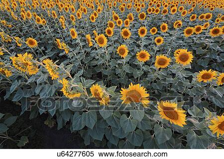 Stock Photography - High angle view of sunflower field. Fotosearch
