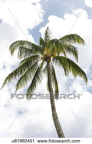 High palm tree View Large Photo Image Stock Image - High palm tree. Fotosearch