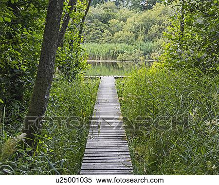Ireland, County Cavan, Boardwalk leading to river in forest View Large Photo Image Stock Photography - Ireland, County Cavan, Boardwalk leading to river in forest. Fotosearch