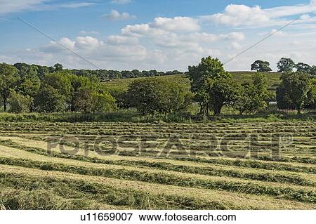 Ireland, County Cavan, Field with hay on sunny day View Large Photo Image Stock Photo - Ireland, County Cavan, Field with hay on sunny day. Fotosearch