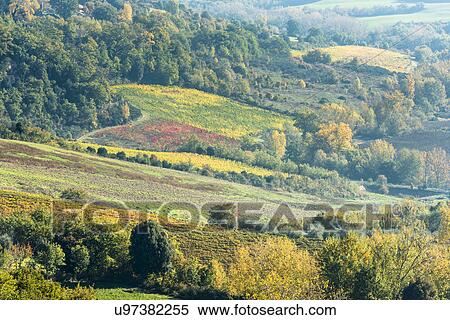 Stock Photography - Italy, Tuscany, Chianciano Terme, Vineyard fields, surrounded by autumn forest. Fotosearch