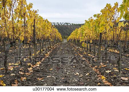Italy, Tuscany, Ciacci Piccolomini D'Aragona, Harvested and bare grapevine rows View Large Photo Image Picture - Italy, Tuscany, Ciacci Piccolomini D'Aragona, Harvested and bare grapevine rows. Fotosearch