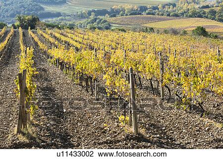 Stock Image - Italy, Tuscany, Ciacci Piccolomini D'Aragona, Harvested and bare grapevine rows. Fotosearch