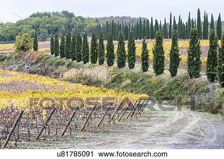 Stock Image - Italy, Tuscany, Ciacci Piccolomini D'Aragona, Harvested grapevine rows and cypress alley. Fotosearch