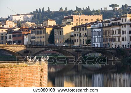 Stock Photo - Italy, Tuscany, Florence, Seagulls against cityscape at Arno riverbank. Fotosearch