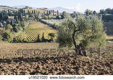 Stock Image - Italy, Tuscany, Montalcino, Hills and vineyards with Abbey of Sant'Antimo in distance. Fotosearch