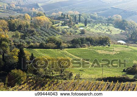 Stock Image - Italy, Tuscany, Montepulciano, Landscape with vineyard fields, rows of olive trees, small buildings, cypress alleys and colorful autumn forest. Fotosearch