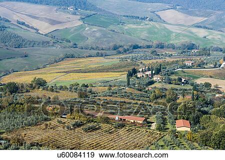 Stock Photo - Italy, Tuscany, Montepulciano, landscape with vineyard fields, rows of olive trees, buildings and cypress alleys. Fotosearch