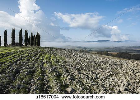 Italy, Tuscany, San Quirico D'orcia, View of plowed fertile soil and green cypress trees with blue cloudy sky View Large Photo Image Picture - Italy, Tuscany, San Quirico D'orcia, View of plowed fertile soil and green cypress trees with blue cloudy sky. Fotosearch