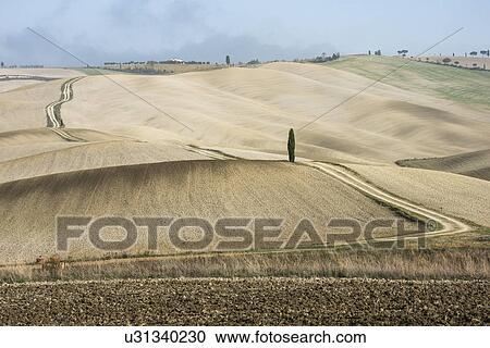 Italy, Tuscany, San Quirico D'orcia, Long twisting rural road leading through endless fields and lonely cypress tree View Large Photo Image Stock Image - Italy, Tuscany, San Quirico D'orcia, Long twisting rural road leading through endless fields and lonely cypress tree. Fotosearch