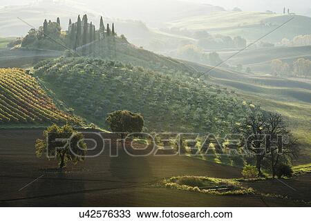Stock Image - Italy, Tuscany, San Quirico D'orcia, Podere Belvedere, Green hills, olive gardens and small vineyard under rays of morning sun. Fotosearch