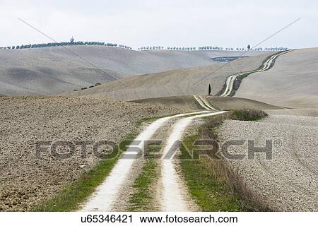 Italy, Tuscany, San Quirico D'orcia, Long twisting rural road leading through endless gray fields and lonely cypress trees View Large Photo Image Stock Image - Italy, Tuscany, San Quirico D'orcia, Long twisting rural road leading through endless gray fields and lonely cypress trees. Fotosearch