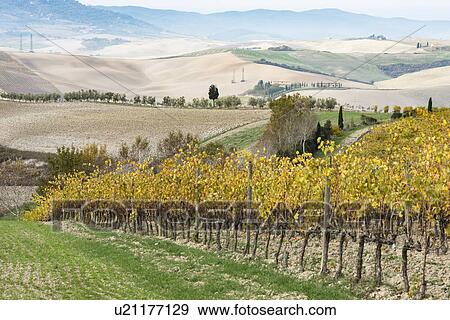 Stock Photo - Italy, Tuscany, San Quirico D'orcia, Vineyard with yellow autumn leaves going down against hills. Fotosearch