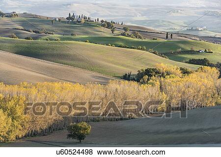 Stock Photo - Italy, Tuscany, San Quirico D'orcia, Hills of cultivated land and autumn yellow forests illuminated by setting sun. Fotosearch