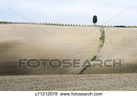Italy, Tuscany, San Quirico D'orcia, Lonely cypress tree standing on top of gray Tuscany hill with vineyard rows View Large Photo Image Stock Photo - Italy, Tuscany, San Quirico D'orcia, Lonely cypress tree standing on top of gray Tuscany hill with vineyard rows. Fotosearch