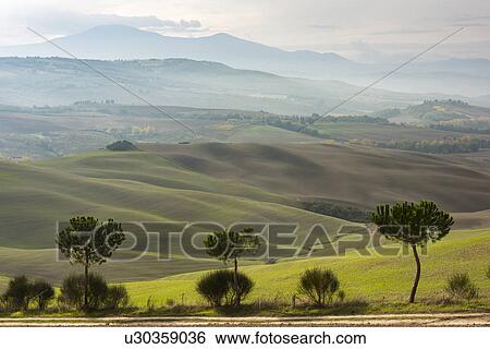 Stock Photograph - Italy, Tuscany, San Quirico D'orcia, Three green trees and different layers of hills disappearing in mist. Fotosearch
