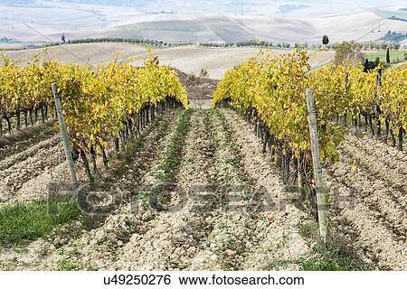 Stock Photograph - Italy, Tuscany, San Quirico D'orcia, Vineyard with yellow autumn leaves going down. Fotosearch