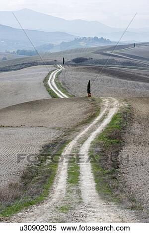 Italy, Tuscany, San Quirico D'orcia, Long twisting rural road leading through endless gray fields and lonely cypress trees View Large Photo Image Stock Photography - Italy, Tuscany, San Quirico D'orcia, Long twisting rural road leading through endless gray fields and lonely cypress trees. Fotosearch