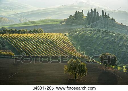 Stock Photography - Italy, Tuscany, San Quirico D'orcia, Podere Belvedere, Green hills, olive gardens and small vineyard under rays of morning sun. Fotosearch