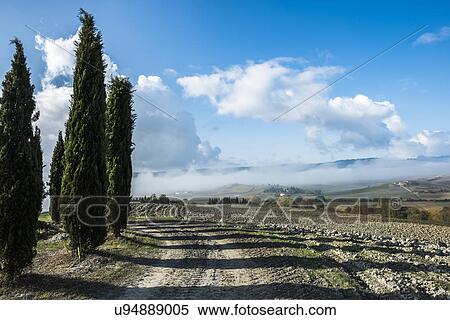 Stock Photography - Italy, Tuscany, San Quirico D'orcia, View of plowed fertile soil and green cypress trees with blue cloudy sky. Fotosearch