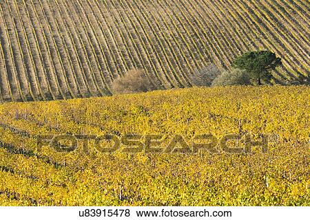 Stock Photo - Italy, Tuscany, Torrita di Siena, Yellow vineyard fields with perspective parallel rows of grapevines. Fotosearch