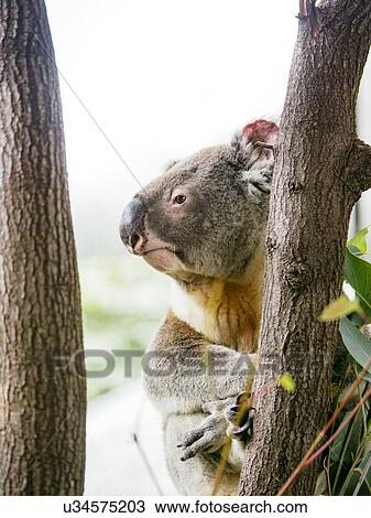 Koala (Marsupial) on tree View Large Photo Image Stock Image - Koala (Marsupial) on tree. Fotosearch