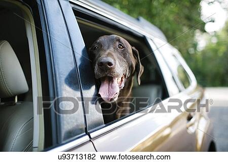 Labrador Retriever looking through car window View Large Photo Image Stock Image - Labrador Retriever looking through car window. Fotosearch