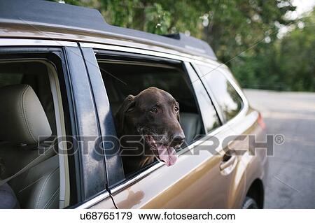 Labrador Retriever looking through car window View Large Photo Image Stock Photo - Labrador Retriever looking through car window. Fotosearch