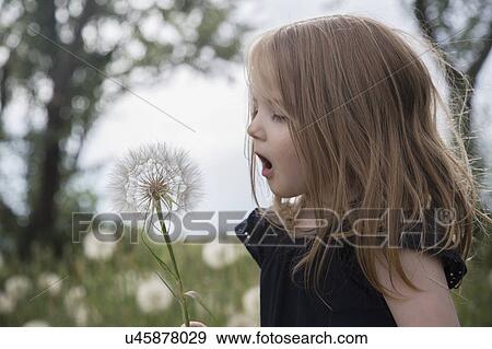 Little girl (4-5) blowing dandelion flower View Large Photo Image Stock Photo - Little girl (4-5) blowing dandelion flower. Fotosearch