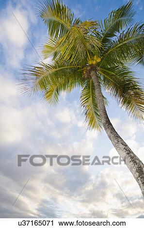Stock Image - Low angle view of palm tree at sunset. Fotosearch