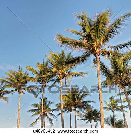 Stock Image - Low angle view of palm trees. Fotosearch