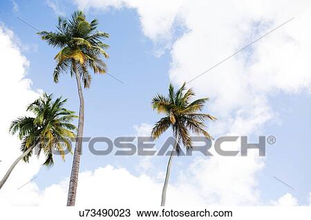 Low angle view of palms View Large Photo Image Stock Image - Low angle view of palms. Fotosearch