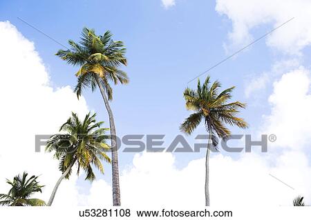 Low angle view of palms View Large Photo Image Stock Photo - Low angle view of palms. Fotosearch