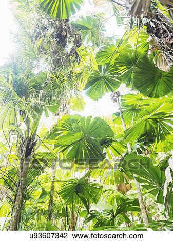 Stock Image - Lush foliage of Licuala grandis (Fan palm). Fotosearch