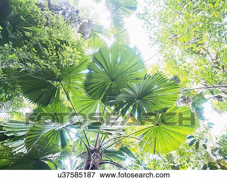 Stock Photo - Lush foliage of Licuala grandis (Fan palm). Fotosearch