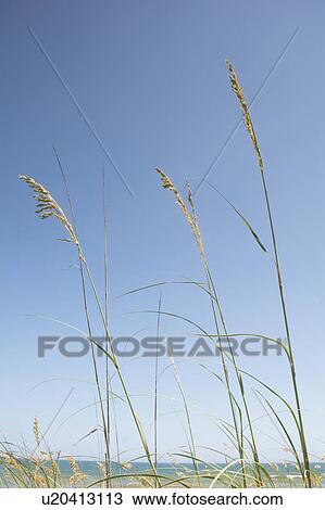 Stock Image - Marram grass against blue sky. Fotosearch