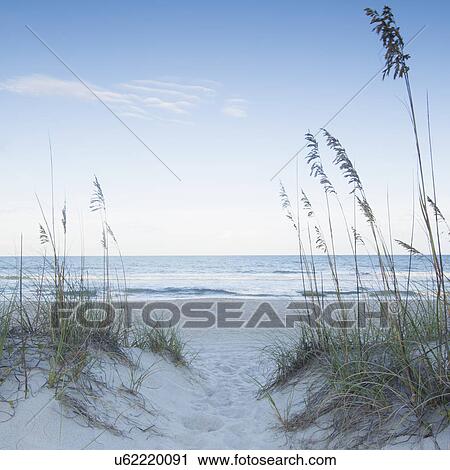 Marram grass in sandy beach View Large Photo Image Stock Image - Marram grass in sandy beach. Fotosearch