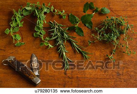 Stock Photography - Mint, rosemary, oregano and thyme leaves next to old pocket knife on cutting board. Fotosearch