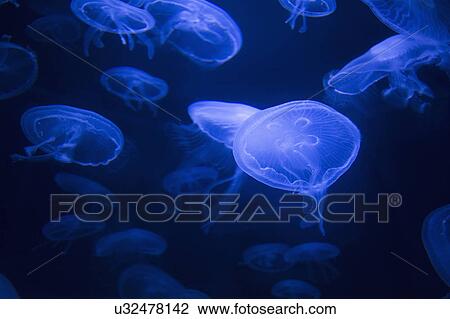 Neon colored jellyfish View Large Photo Image Stock Image - Neon colored jellyfish. Fotosearch