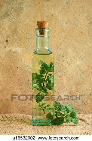 Olive oil bottle with mint leaves View Large Photo Image Stock Image - Olive oil bottle with mint leaves. Fotosearch