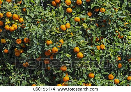 Picture - Orange tree with fruits. Fotosearch