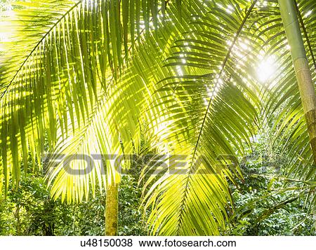 Palm leaves View Large Photo Image Stock Photo - Palm leaves. Fotosearch