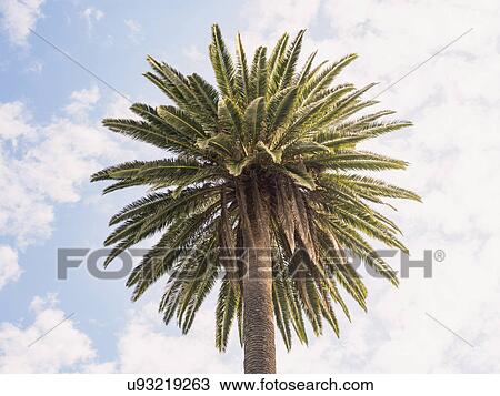 Stock Image - Palm tree against sky. Fotosearch