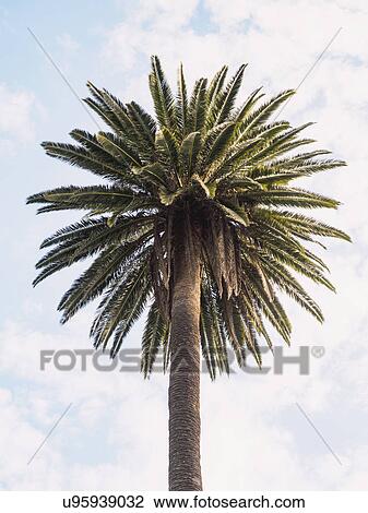 Palm tree against sky View Large Photo Image Stock Image - Palm tree against sky. Fotosearch